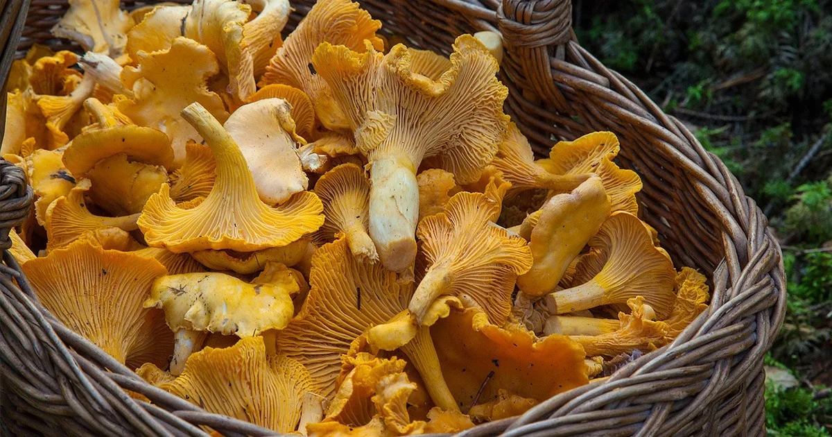 champignons pour la cuisine