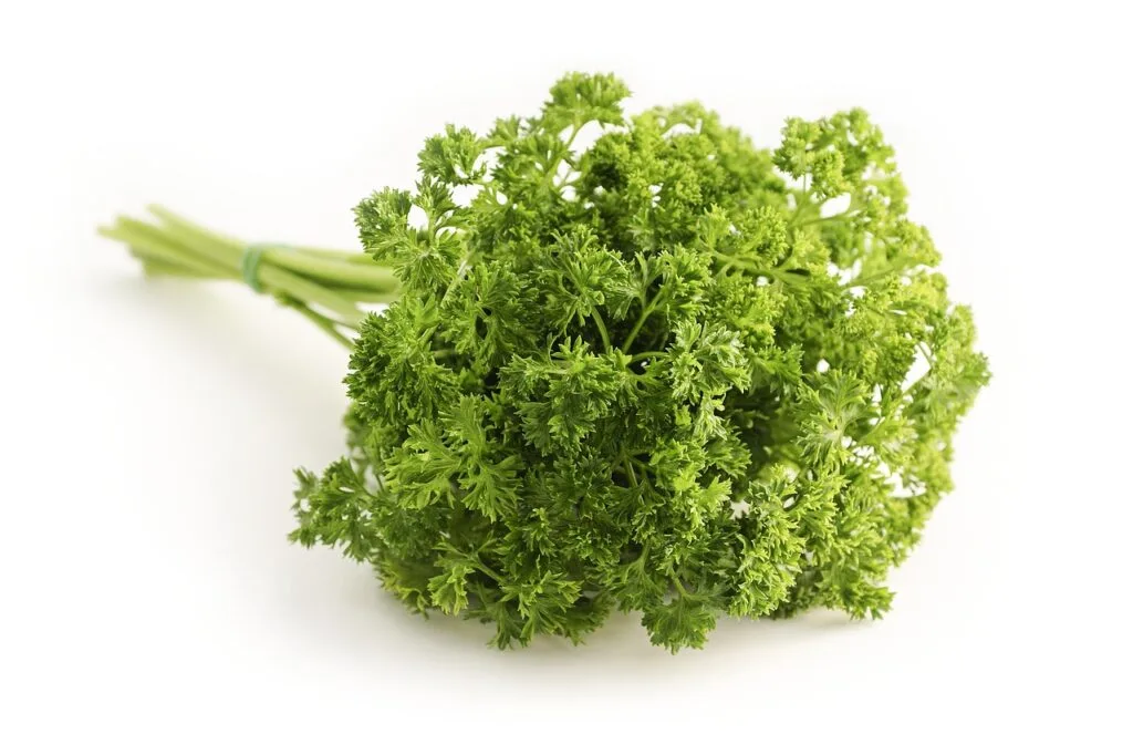bouquet de persil
