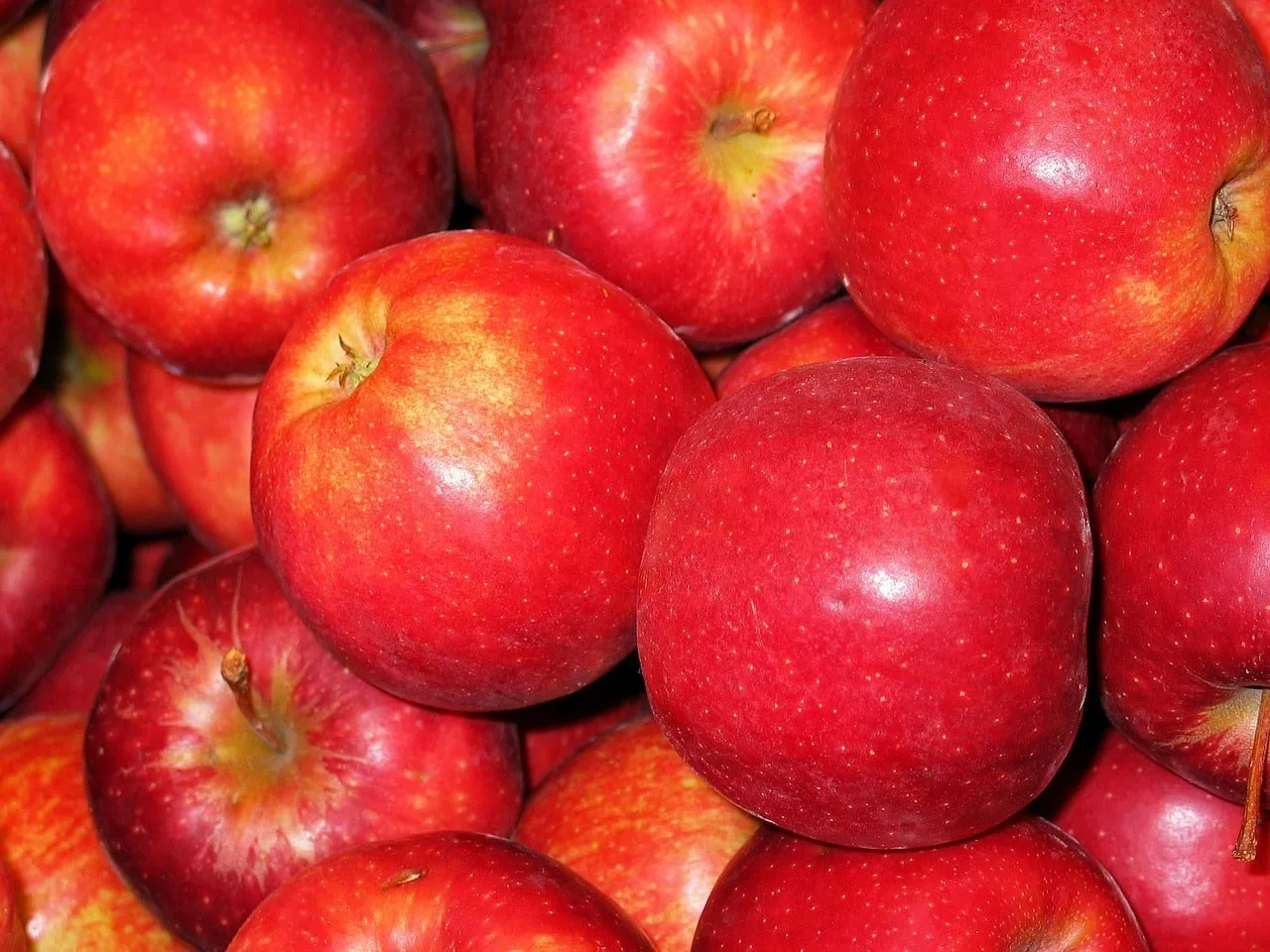 pommes gala