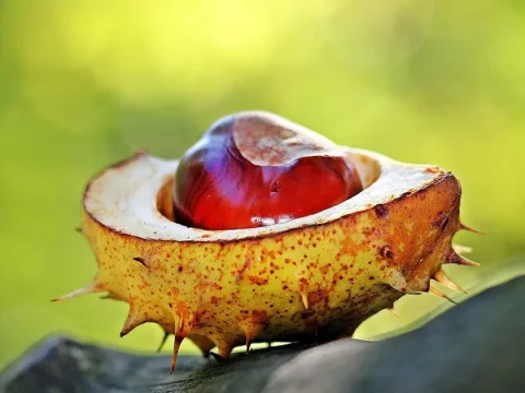 chataignes et marrons