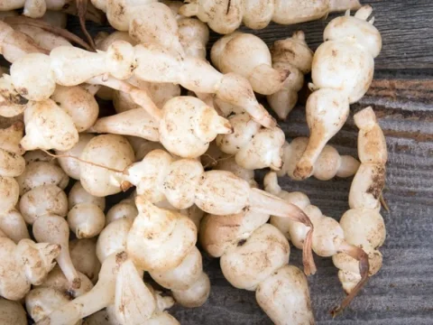 crosnes du japon