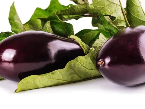 aubergine