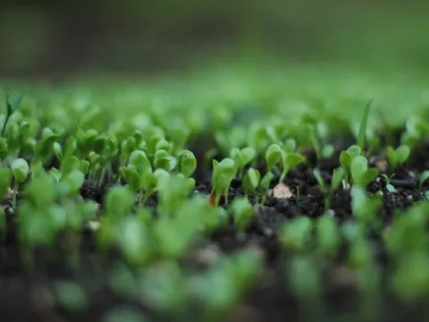 Les produits bio