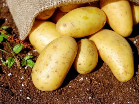 Recette de gratin de pommes de terre et de viande